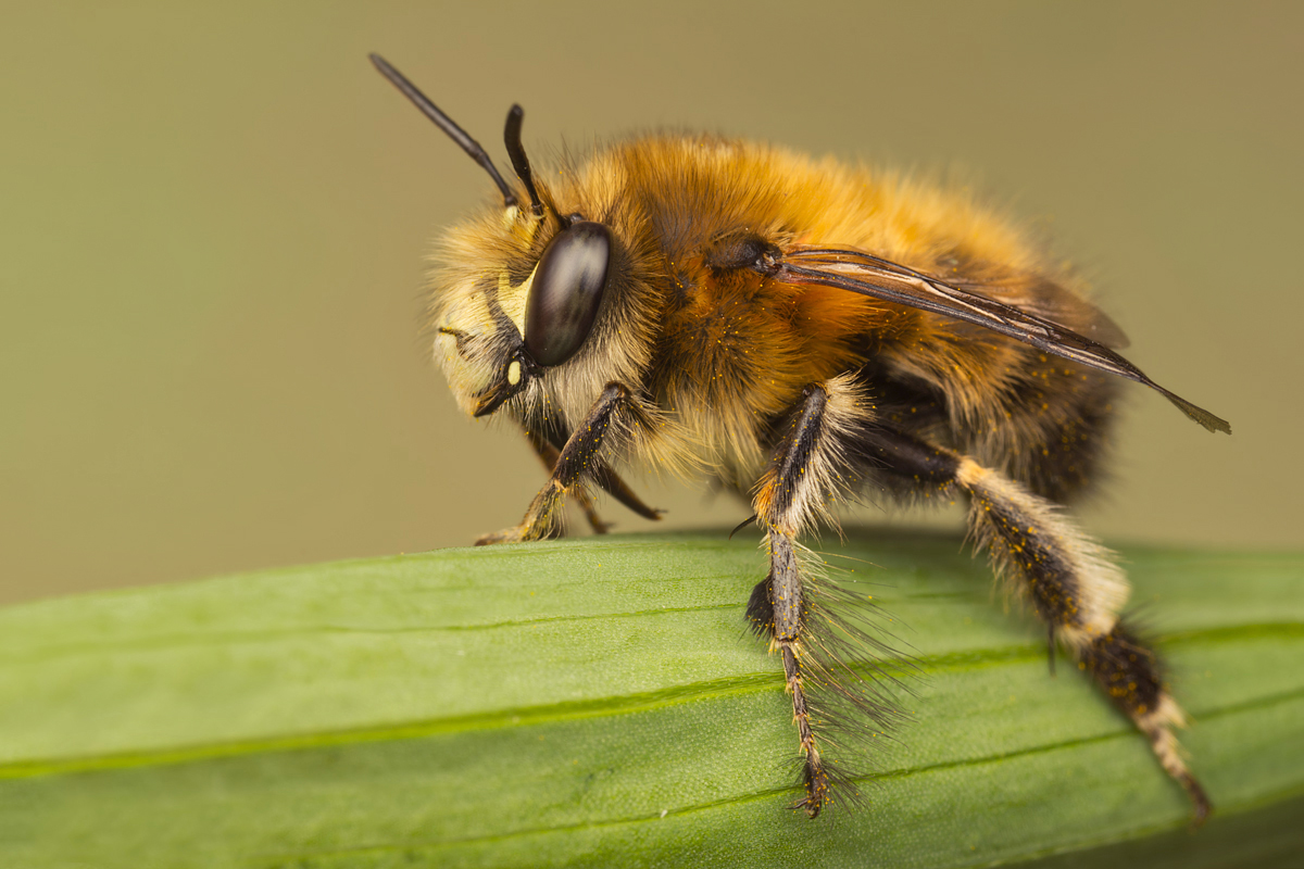 Hairy Footed Flower Bee 2